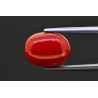 5.54 cts Natural Coral (Moonga)