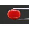 5.54 cts Natural Coral (Moonga)
