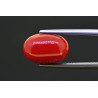 6.59 cts Natural Coral (Moonga)