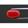 6.59 cts Natural Coral (Moonga)