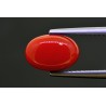 2.97 cts Natural Coral (Moonga)