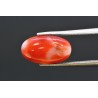 3.98 cts Natural Coral (Moonga)