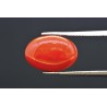 4.28 cts Natural Coral (Moonga)