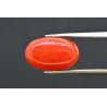 6.94 cts Natural Coral (Moonga)