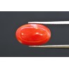 6.94 cts Natural Coral (Moonga)
