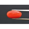 5.59 cts Natural Coral (Moonga)