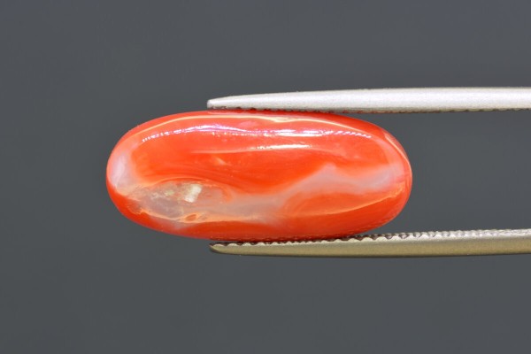 7.60 cts Natural Coral (Moonga)