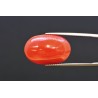 16.74 cts Natural Coral (Moonga)