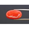 13.34 cts Natural Coral (Moonga)