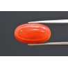 6.01 cts Natural Coral (Moonga)