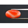 6.01 cts Natural Coral (Moonga)