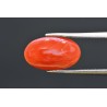 3.90 cts Natural Coral (Moonga)