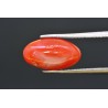 4.47 cts Natural Coral (Moonga)