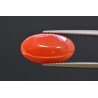 3.68 cts Natural Coral (Moonga)
