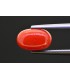 2.91 cts Natural Coral (Moonga)
