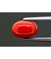 2.98 cts Natural Coral (Moonga)