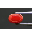 2.46 cts Natural Coral (Moonga)