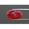 9.94 cts Natural Coral (Moonga)