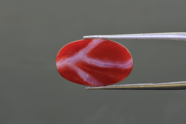 10.63 cts Natural Coral (Moonga)