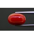 7.28 cts Natural Coral (Moonga)