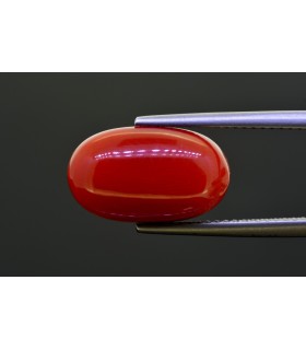 8.78 cts Natural Coral (Moonga)
