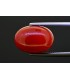 10.97 cts Natural Coral (Moonga)