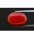 10.97 cts Natural Coral - Moonga (SKU:90156250)
