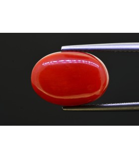 10.97 cts Natural Coral - Moonga (SKU:90156250)