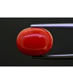 8.51 cts Natural Coral (Moonga)