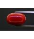 10.63 cts Natural Coral (Moonga)