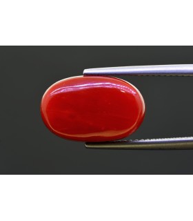 10.63 cts Natural Coral - Moonga (SKU:90156281)