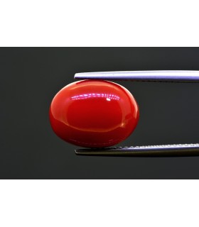 8.45 cts Natural Coral (Moonga)