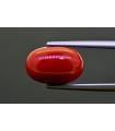 7.17 cts Natural Coral (Moonga)