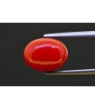 4.56 cts Natural Coral (Moonga)