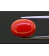 4.85 cts Natural Coral (Moonga)