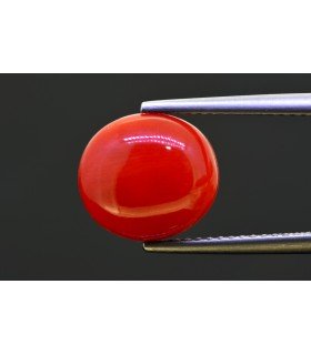 4.75 cts Natural Coral (Moonga)