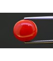 4.75 cts Natural Coral (Moonga)