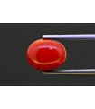 4.69 cts Natural Coral (Moonga)