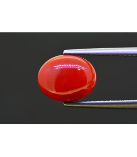 4.47 cts Natural Coral (Moonga)
