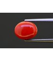 4.47 cts Natural Coral (Moonga)