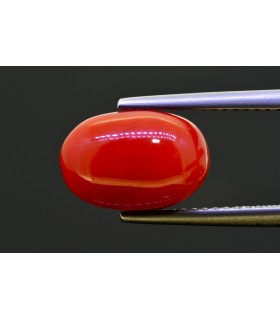 5.17 cts Natural Coral (Moonga)
