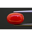 5.17 cts Natural Coral (Moonga)