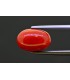 5.25 cts Natural Coral (Moonga)
