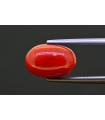 5.25 cts Natural Coral (Moonga)