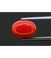 5.18 cts Natural Coral (Moonga)