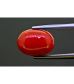 5.76 cts Natural Coral (Moonga)