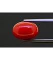 5.3 cts Natural Coral (Moonga)