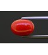 5.23 cts Natural Coral (Moonga)