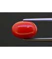 5.23 cts Natural Coral (Moonga)