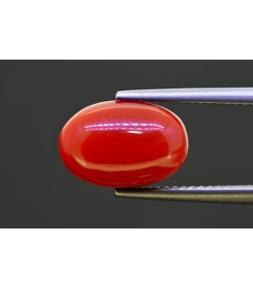 5.39 cts Natural Coral (Moonga)